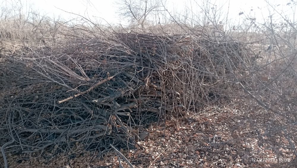 Shoha oʻtin sotiladi