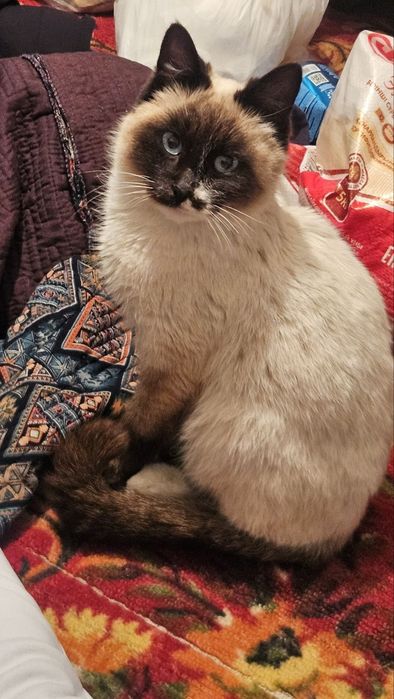 Сиамская.  кошка