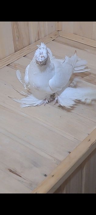 Голубь Молодой гулбадам