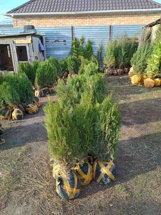 Туи, можжевельник