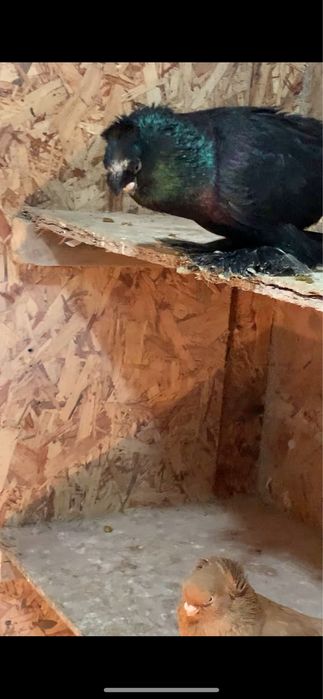 Голуби вольерные