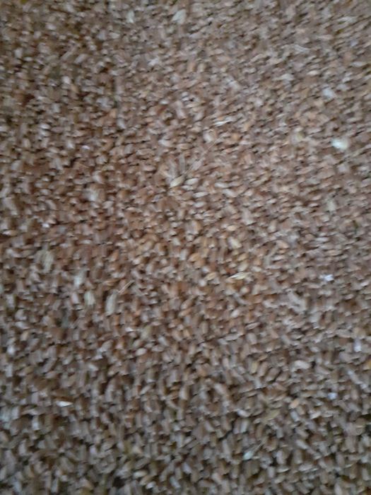 Vând porumb clasa A .și grâu  calitate superioara