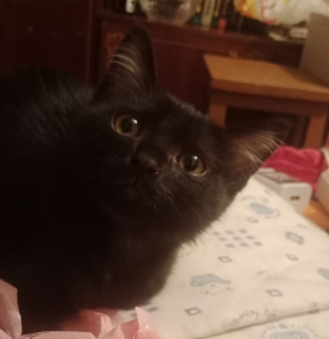 Отдам котёнка в хорошие руки
