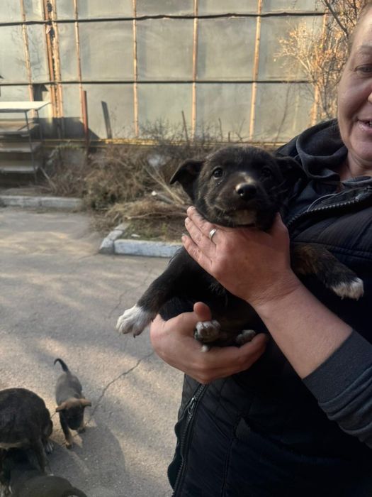 Красотки звоночки