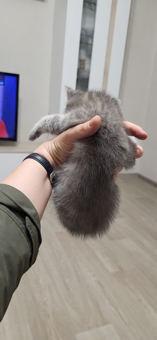 Отдам котят в надежные руки!