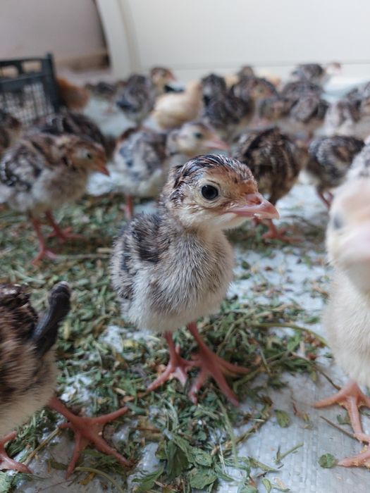 Индюк Хайбрид бронза