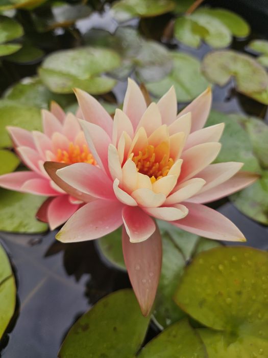 Кувшинка, водная лилия (нимфеи сортовые)