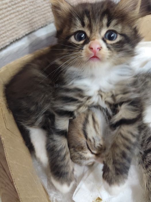 Отдам бесплатно котят