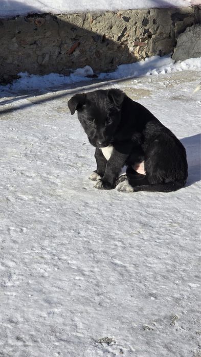 Отдам бесплатно в добрые руки