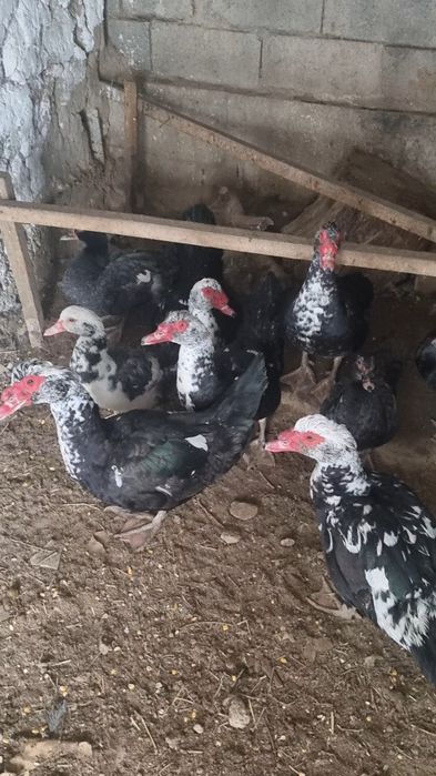 Продаётся индоутки в городе кентау