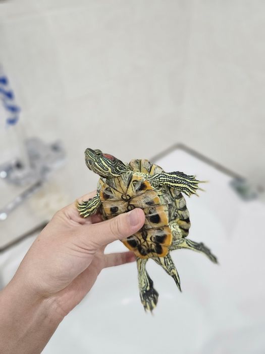 Красноухие черепахи и аквариум