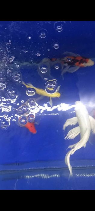 Коя карп ховуз ва аквариум баликлари