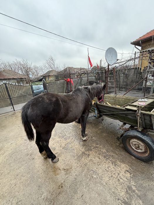 Vând iapă – sănătoasă, blândă și bine îngrijită