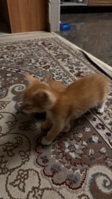 Продам котят,дворняжки