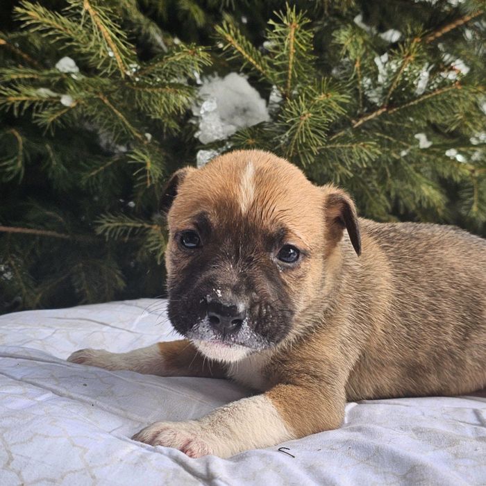 Отдам бесплатно щенят