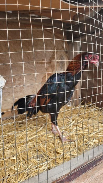 Продам Бойцовых Петухов
