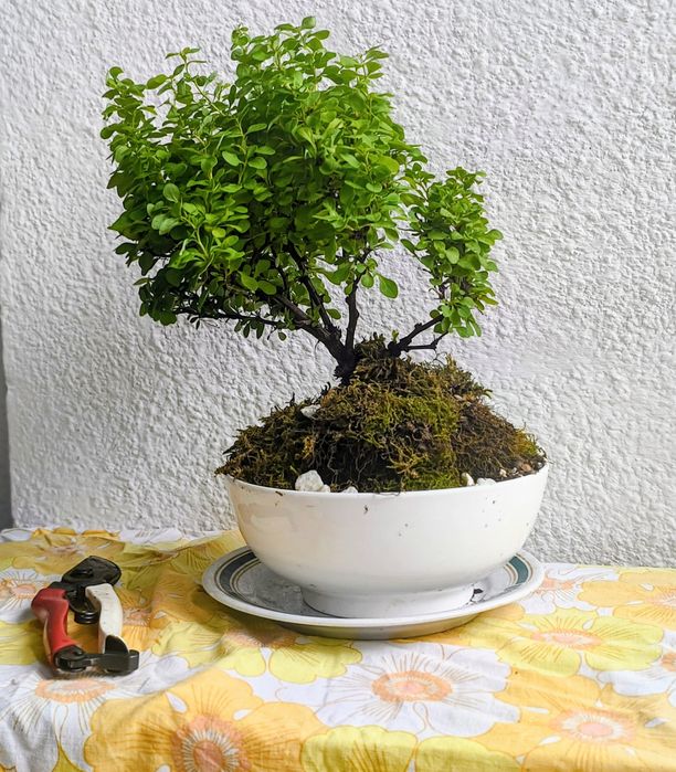Bonsai bonsai bonsai