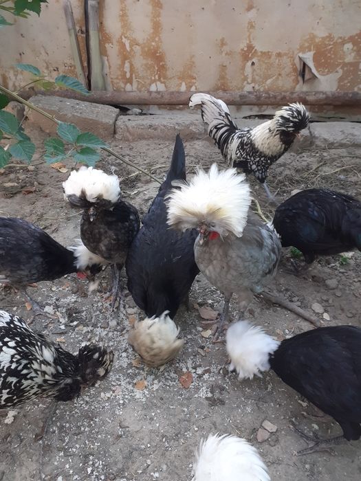 Vând per.de găinușe