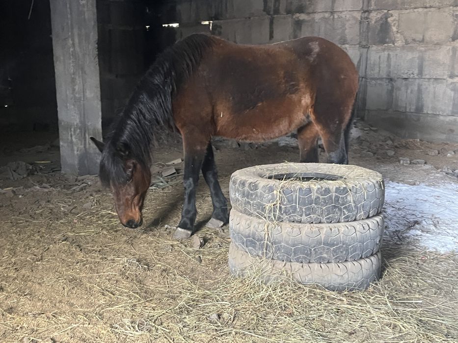 Лошадь на откорме