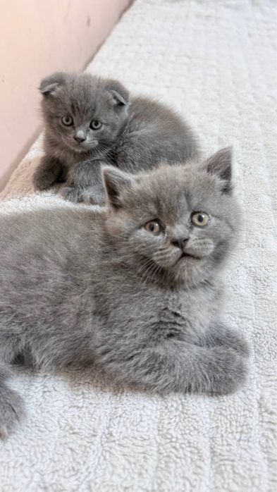 Британские котята