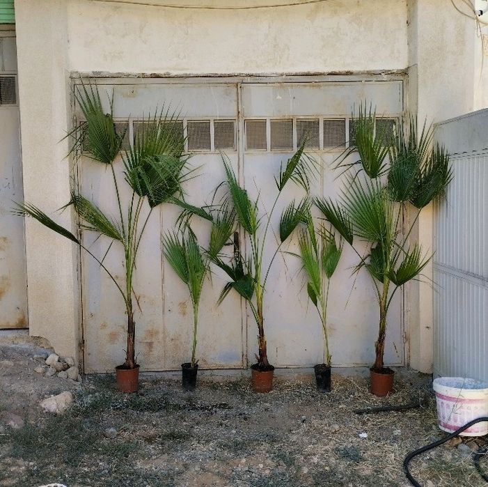 Палми Вашингтон и Трахикарпус