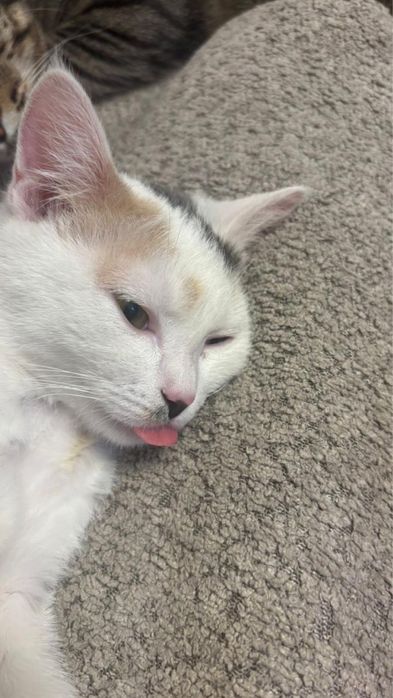 Кошка Стрелка ищет дом