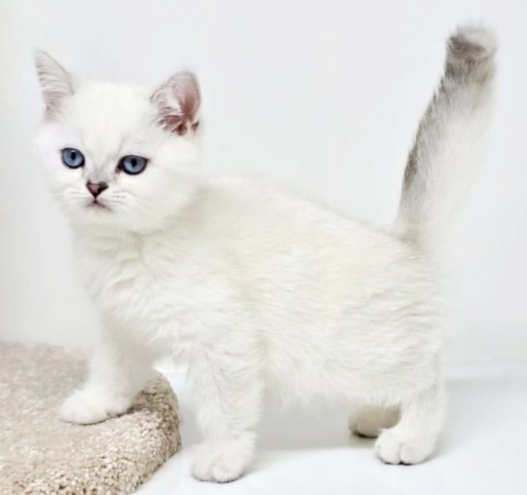 КоТики и коШечки БриТаШки