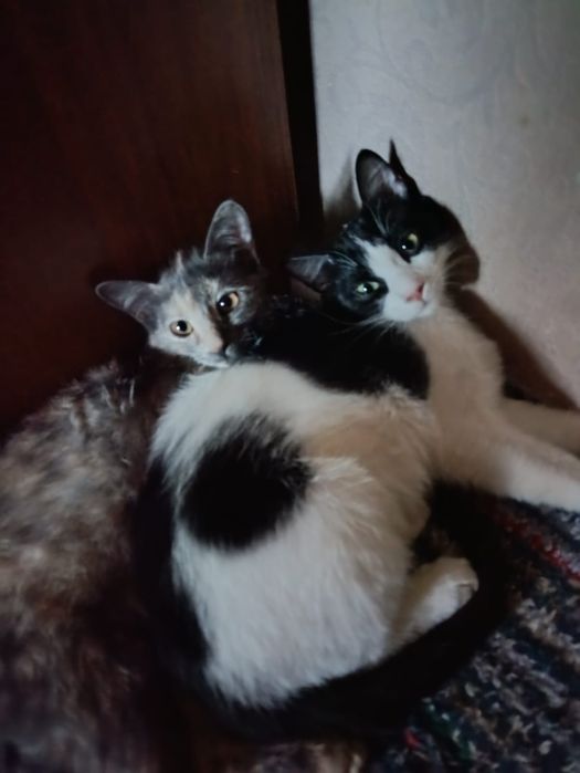 Потерялся котик Алматы