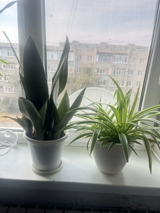 Хлорофитум 4000,3000