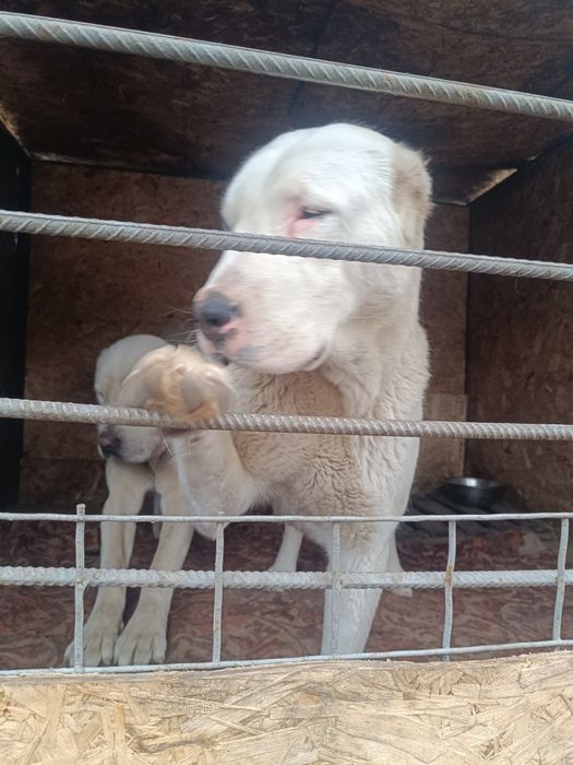 Продам Алабаев белых