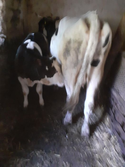 De vanzare vaca plus vitica