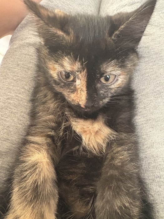 Котёнок двухмесячный (девочка)