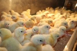 Продам цыплят бройлера