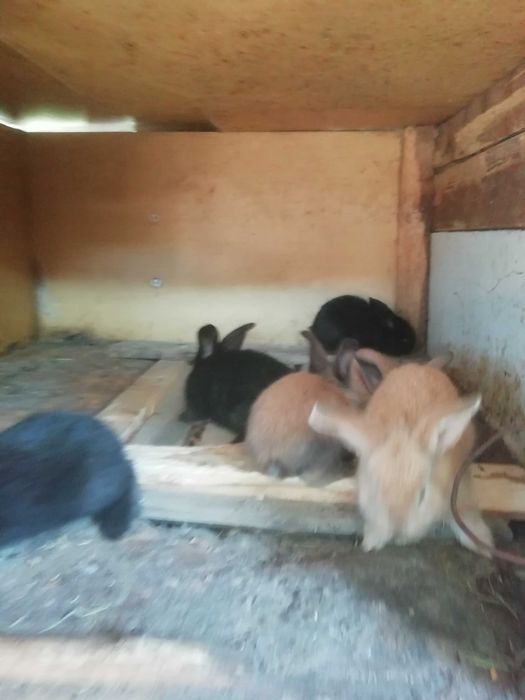 Продам кроликов! Срочно!