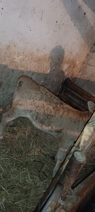 Продам тёлочку хорошую