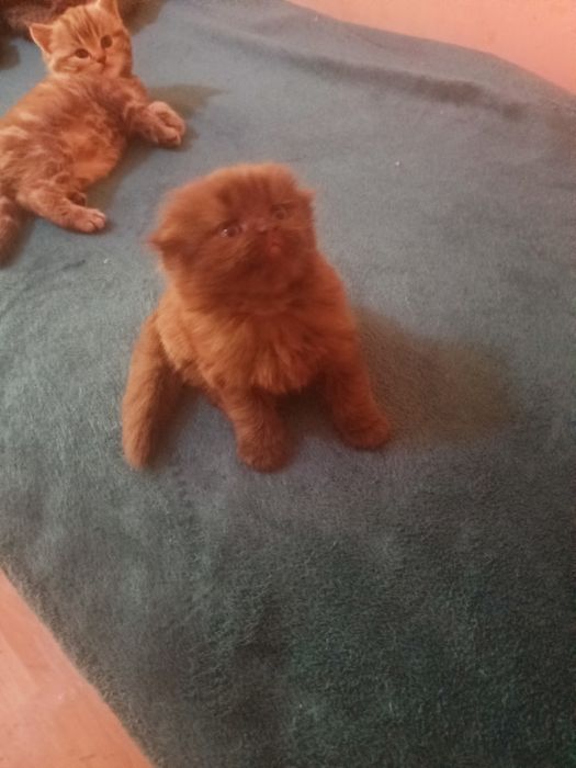 Котята британские