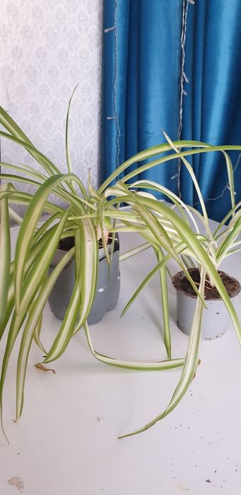 Хлорофитум для дома