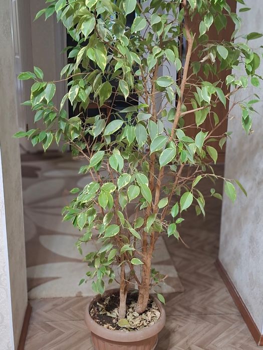 Продам комнатные растения