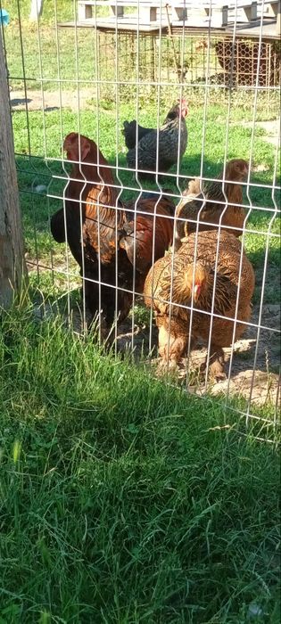 De vanzare familie 3+1 2025