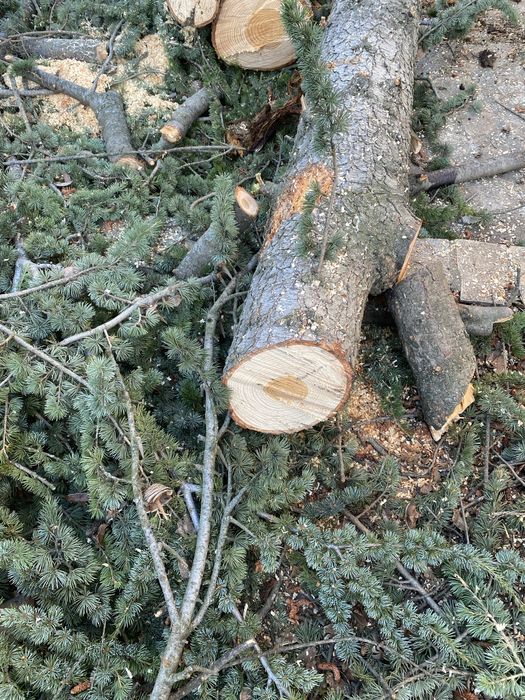 Трупа от Ливански Кедър