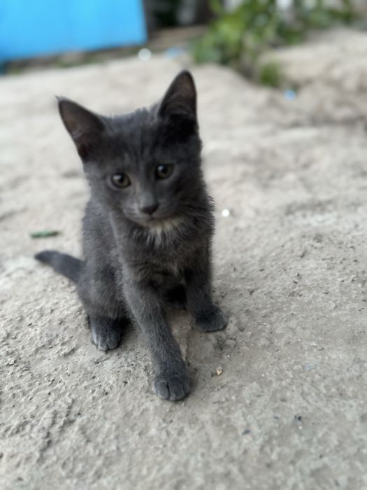 отдам даром котяту
