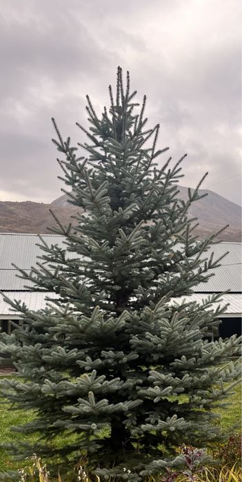 Ёлки разной высоты