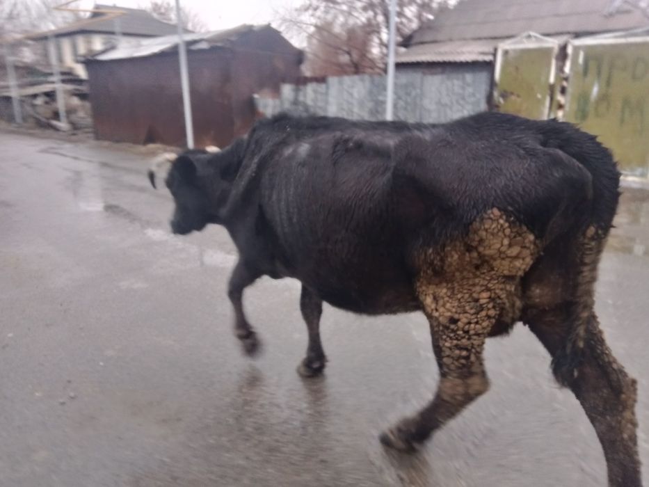 Продам каров обе дойные