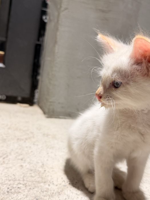 Кот мальчик 2 месяца голубые глаза домашний