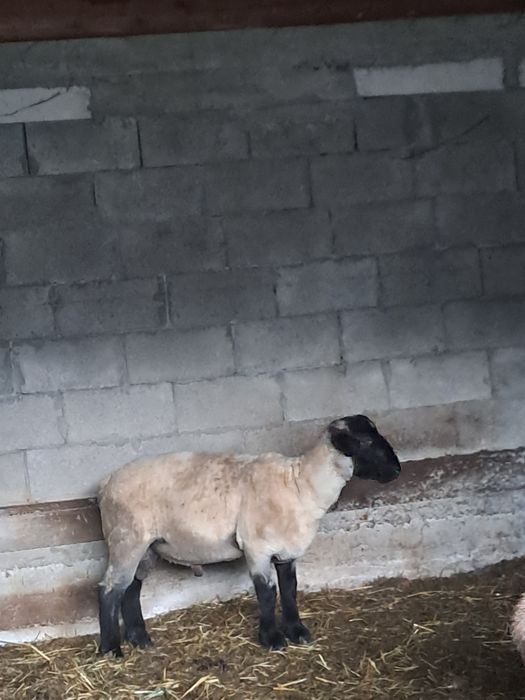 Berbecuti sulfok