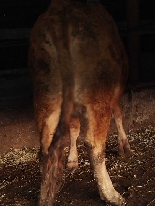 De vanzare junica gestanta in 7 luni