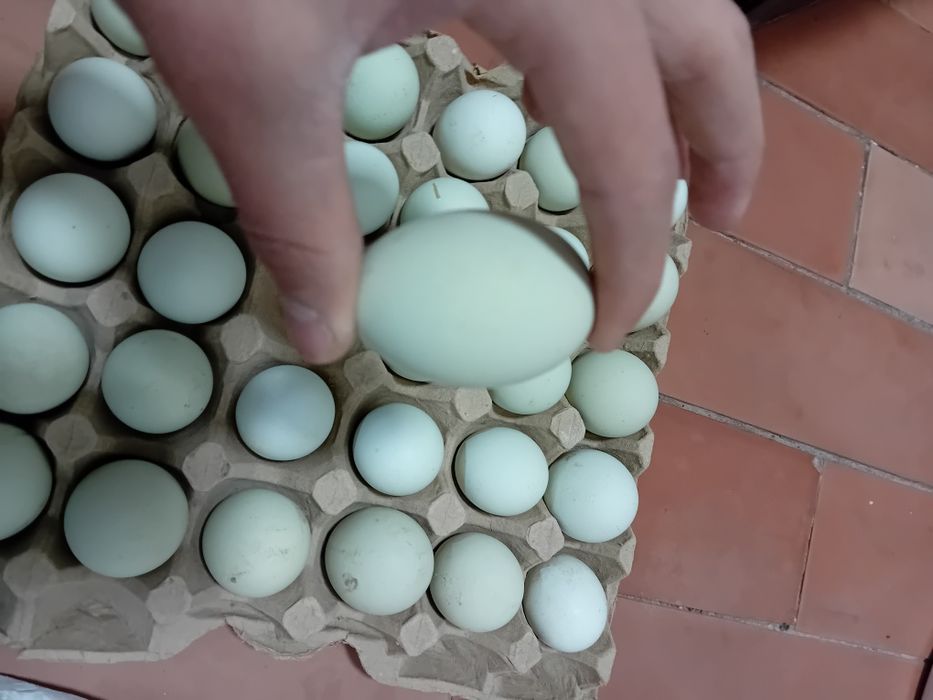 Uxaley tovuq tuxumlari  xoroz  va jojalari sotilad