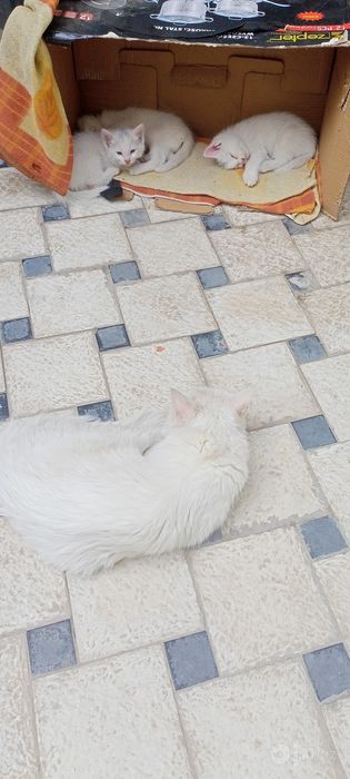 Отдам даром котята