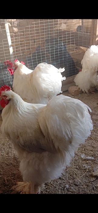 Кохинхин стандарт