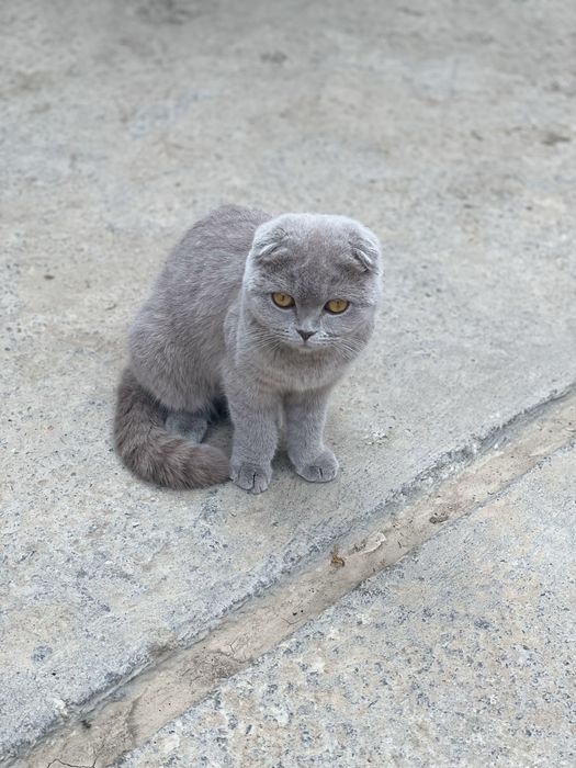 Продаётся кошка породы шотландская вислоухая